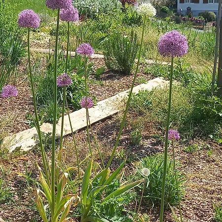 דירה Herzhof Lampert *