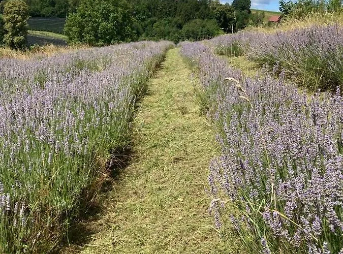 Apartmán Herzhof Lampert